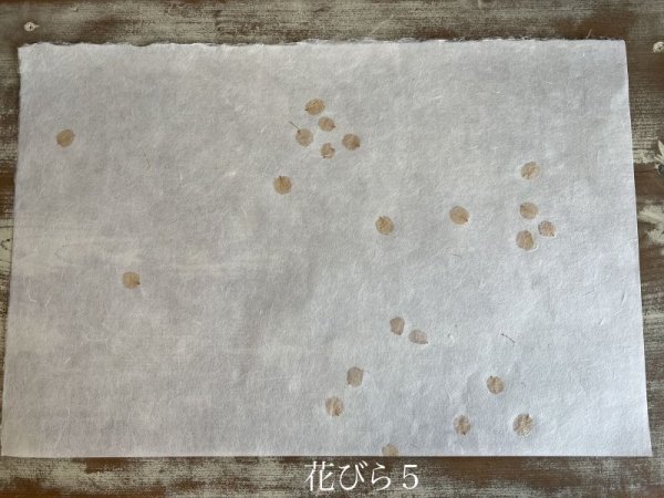 画像7: [限定品]楮和紙・桜入り (7)